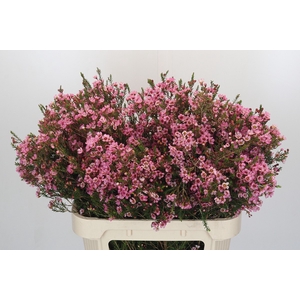Chamelaucium Sarah's Delight
