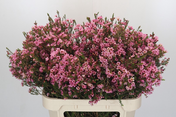 <h4>Chamelaucium Sarah's Delight</h4>