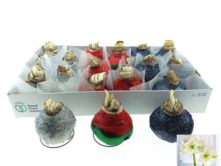 <h4>Bloembol Hippeastrum</h4>