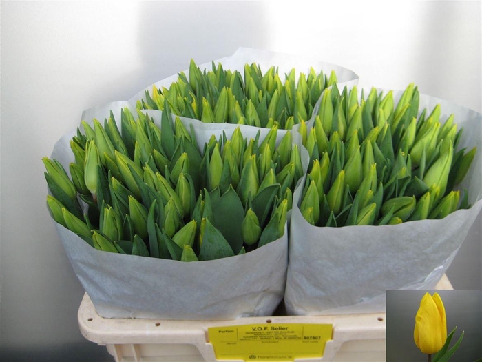 <h4>Tu En Strong Gold</h4>