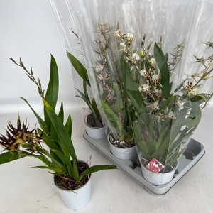 BRASSIA SUMMER DREAM