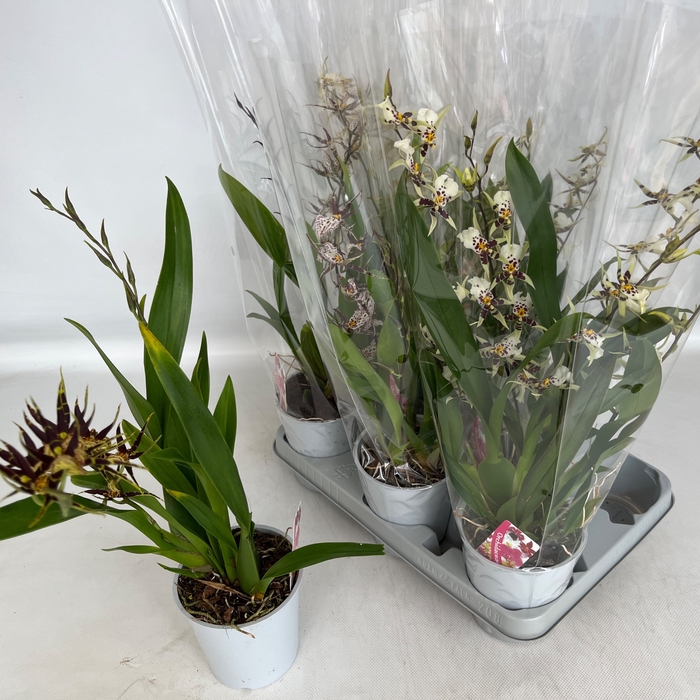 <h4>BRASSIA SUMMER DREAM</h4>