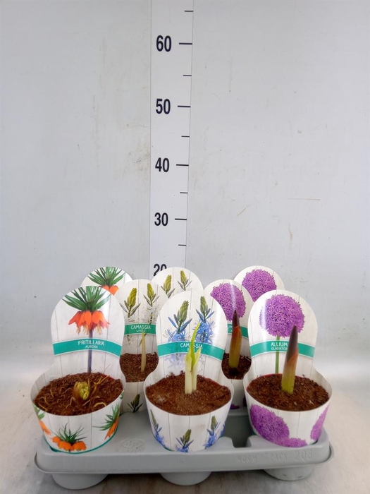 <h4>Bolbloemen   ...mix</h4>