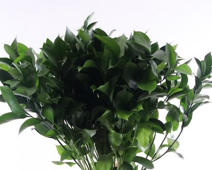 <h4>Ruscus Grof 70 cm</h4>