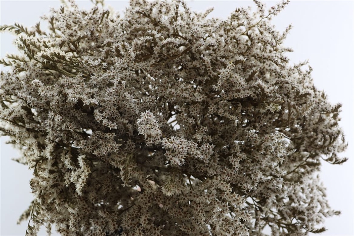 Dried Statice Tatarica Natural Pkg