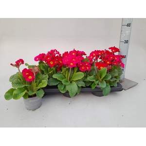 PRIM EL ST LEUCHTROT