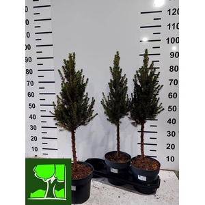 PICEA GLAUCA CONICA STEM P19 90CM