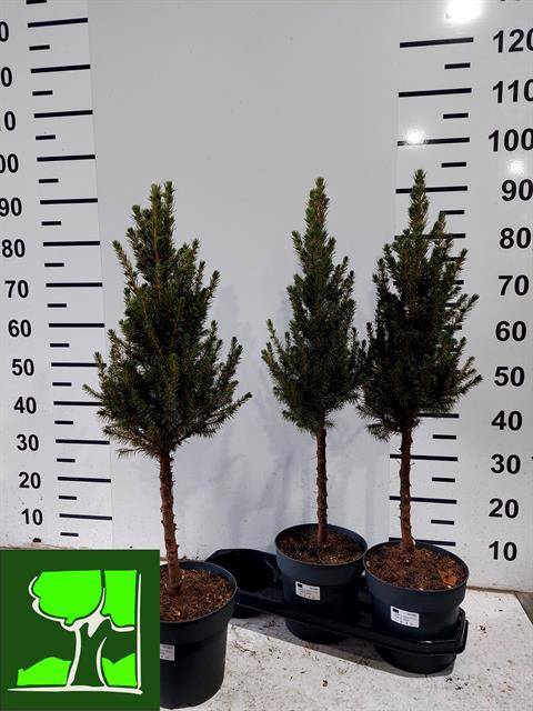 <h4>PICEA GLAUCA CONICA STEM P19 90CM</h4>