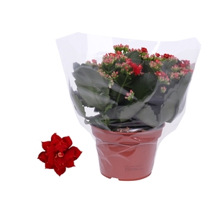 Kalanchoe Rosalina 15cm Don Justino rood, Blanco hoes