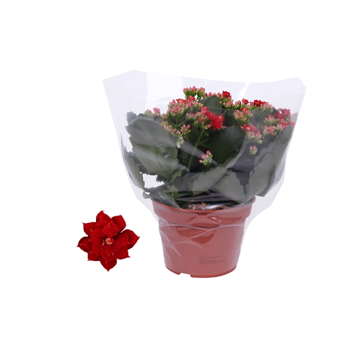 <h4>Kalanchoe Rosalina 15cm Don Justino rood, Blanco hoes</h4>