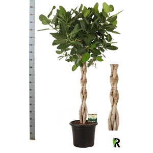 FICUS BENG AUDREY