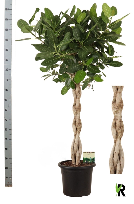 <h4>FICUS BENG AUDREY</h4>