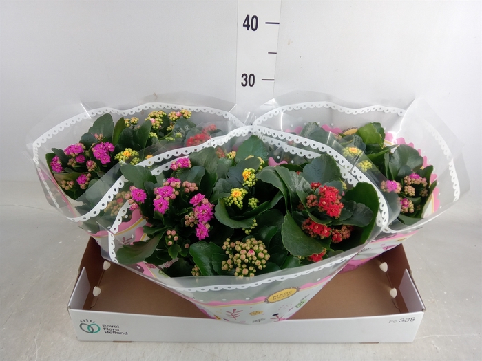 <h4>Kalanchoe blos.   ..rosebud mix/pot</h4>