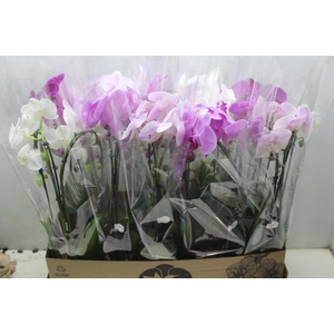 PHALAENOPSIS CASCATA P12 VARIADO 2 HT