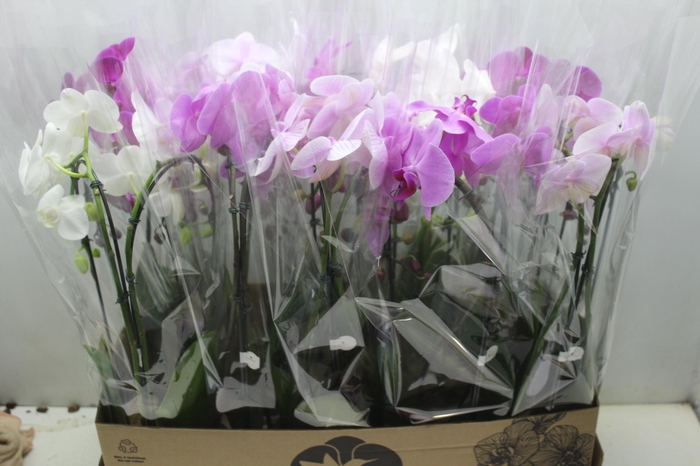 <h4>PHALAENOPSIS CASCATA P12 VARIADO 2 HT</h4>