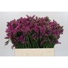 Limonium sinuatum Rosa Sun Birds
