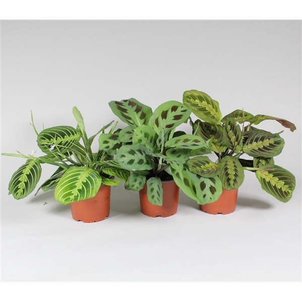 <h4>Maranta leuconeura 'Fascinator' mix 3 soorten</h4>