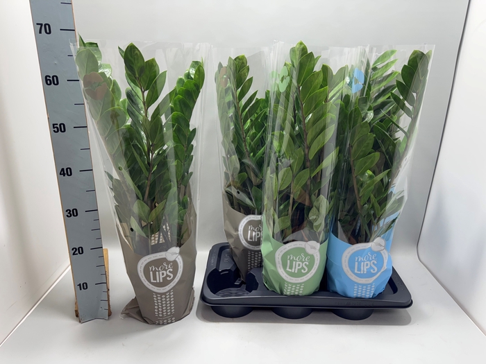 <h4>ZAMIO ZAMIIFOLIA</h4>