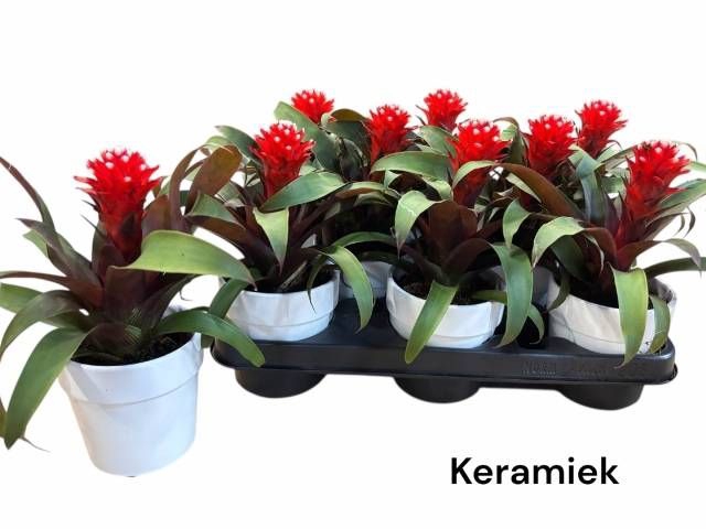 <h4>ARR GUZMANIA</h4>