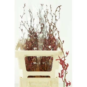 D Arachnis Ann Black Sg