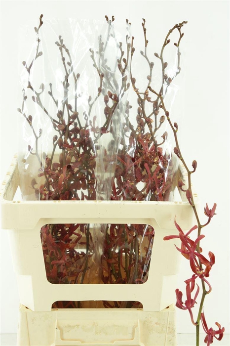 <h4>D Arachnis Ann Black Sg</h4>