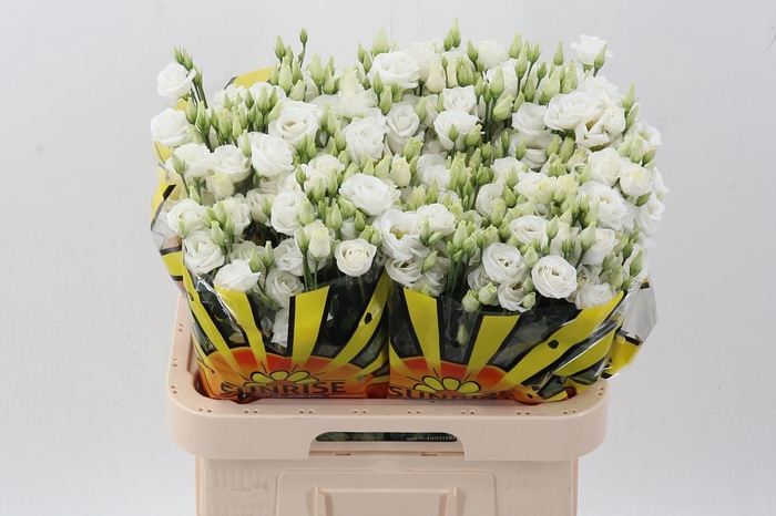 <h4>Eus G Rosi White</h4>