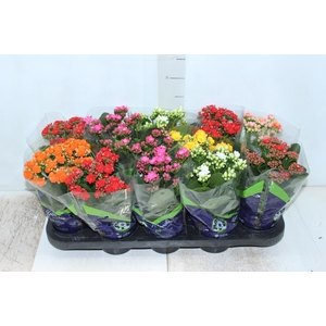 KALANCHOE DOBRADO P11