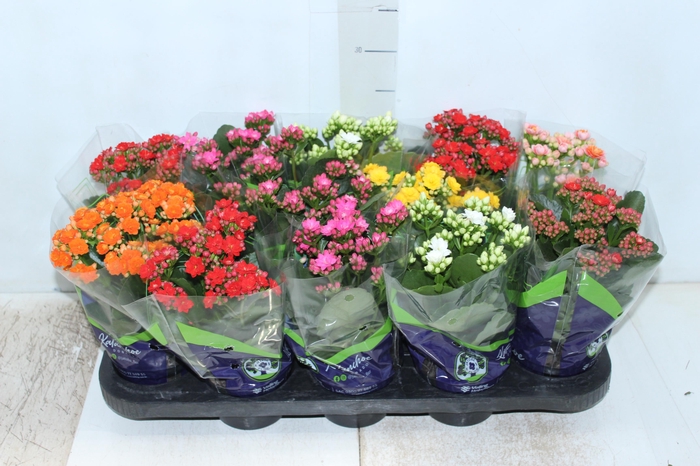 <h4>KALANCHOE DOBRADO P11</h4>