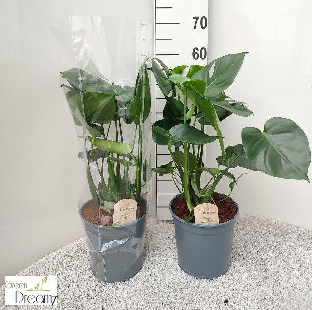 <h4>MONSTERA DELICIOSA</h4>