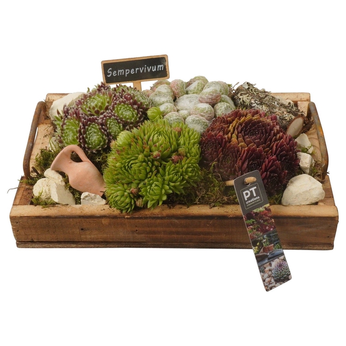 <h4>Arr.  Sempervivum L%</h4>