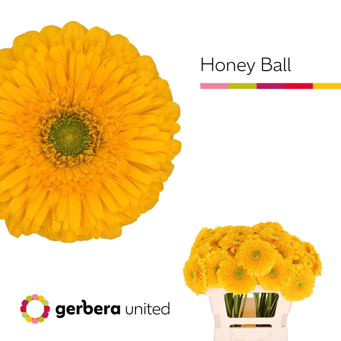 <h4>Gerbera Pomponi Honey Ball Water x40</h4>