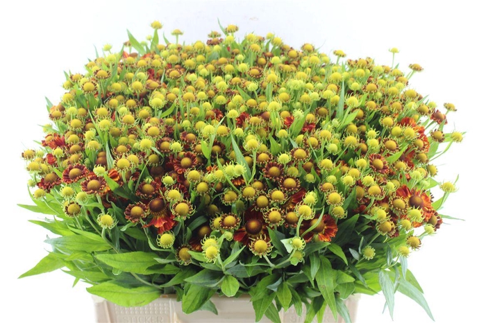 <h4>Helenium Autumn Fire</h4>
