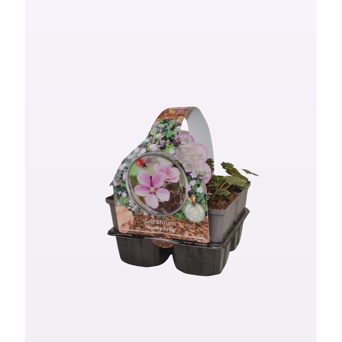 <h4>Geranium 'Dusky Crug'</h4>
