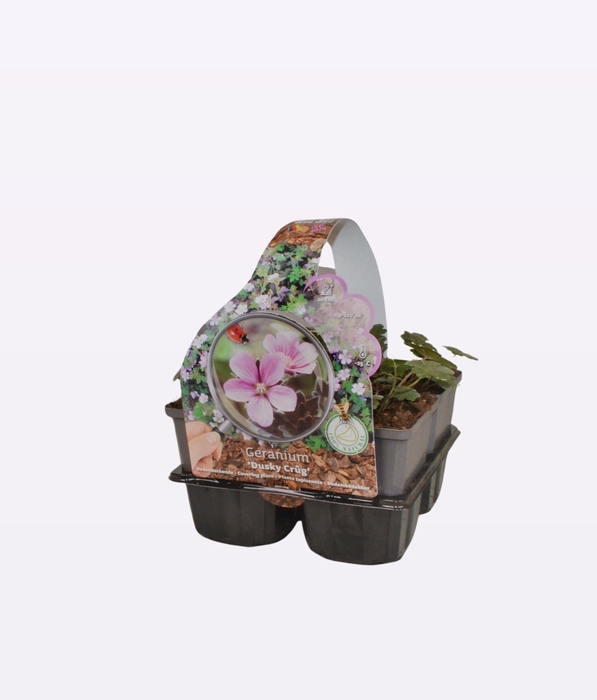 Geranium 'Dusky Crug'