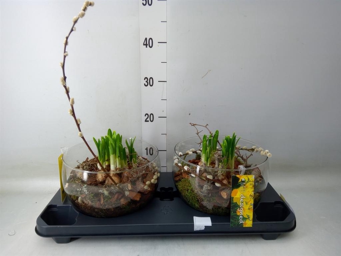 <h4>Arr.  Narcissus</h4>