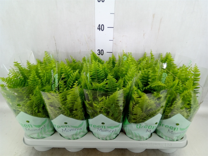 <h4>Nephrolepis exal. 'Green Moment'</h4>