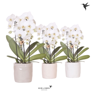 Kolibri Orchids Phalaenopsis Cascade Niagara Fall white 3 spike in Stones pot mix