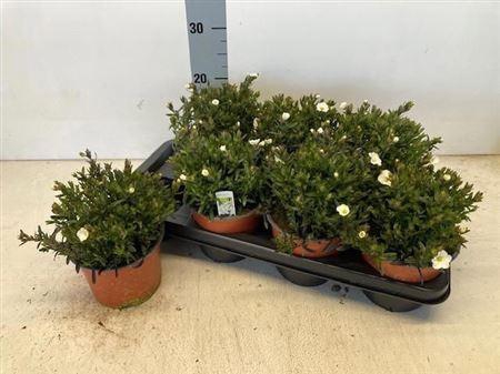 <h4>Aren Montana</h4>