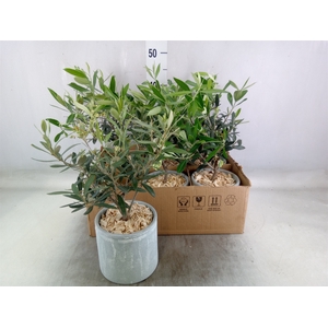 Arr.   Tuinplanten H%