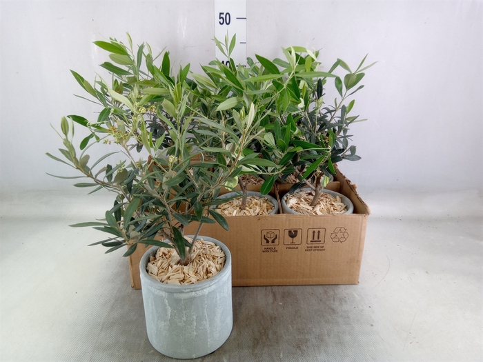 <h4>Arr.   Tuinplanten H%</h4>