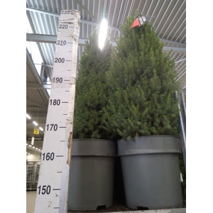 Picea glauca 'Perfecta'
