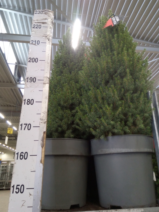 <h4>Picea glauca 'Perfecta'</h4>