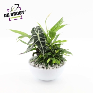 Arrangement Spathiphyllum in schaal