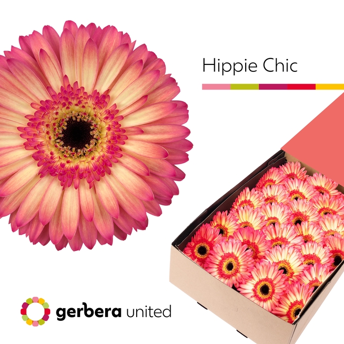 <h4>Gerbera Hippie chic Doos</h4>