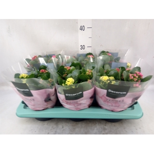 Kalanchoe blos.   ..rosebud mix/pot