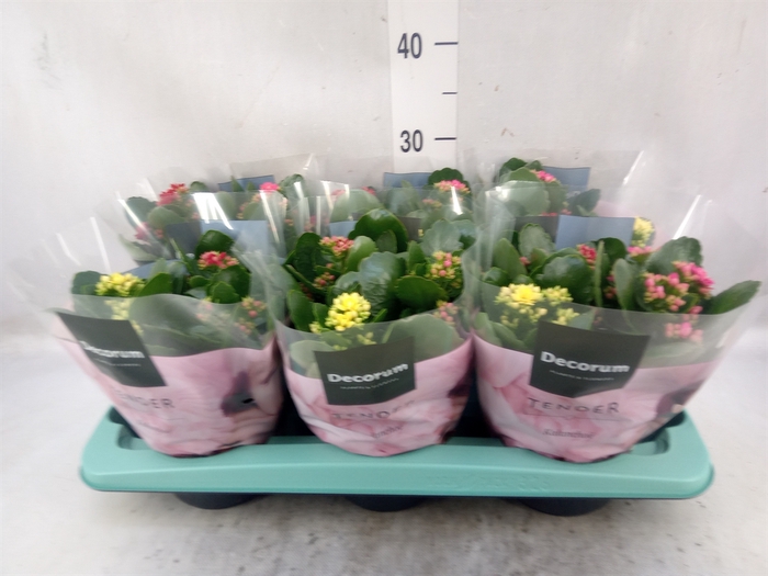 <h4>Kalanchoe blos.   ..rosebud mix/pot</h4>