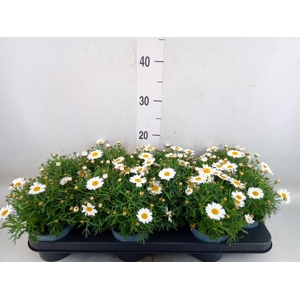 Argyranthemum  'La Rita White'