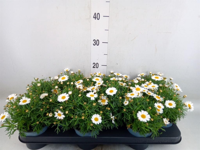 <h4>Argyranthemum  'La Rita White'</h4>