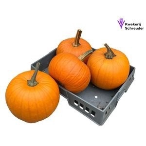 <h4>CUC HALLOWEEN</h4>