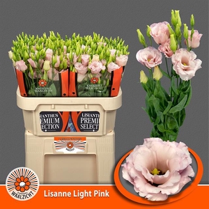EUS G LISANNE L PINK